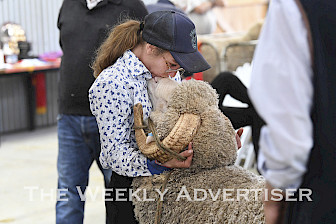 Ele Voigt, of Horsham, keeps her sheep calm during the Wimmera Autumn Merino Sheep Show on Sunday. The event was a success with more sheep on show than last year and a strong contingent of studs.Picture: PAUL CARRACHER