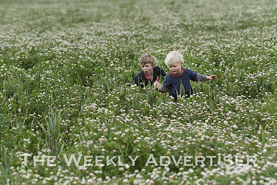 Maroona farmers Jack and Celia Tucker and their sons James, 6, and Johnny, 4, in a multi-species preenial pasture crop.