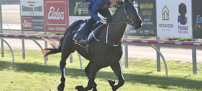 LEADING THE WAY: Steparty, above, trialled well at Horsham earlier this month.