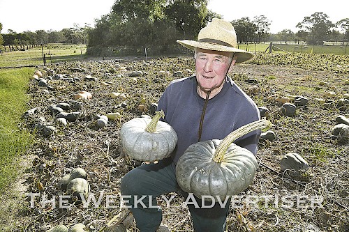Brian Winfield has grown a crop of over 300 pumpkins on his Lower Norton property.