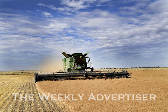 SOLID START: Horsham farmer Jeff Moore is harvesting what he describes as potentially the best lentils he has ever grown. Picture: PAUL CARRACHER