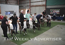 Miniature Goats Australia inaugural Christmas show at Horsham Showground.
